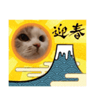 新年スタンプ猫 グレー、白（個別スタンプ：20）