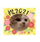 新年スタンプ猫 グレー、白（個別スタンプ：21）