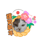 新年スタンプ猫 グレー、白（個別スタンプ：25）