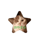新年スタンプ猫 グレー、白（個別スタンプ：30）