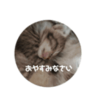 ぴぃジュニア伝言（個別スタンプ：2）