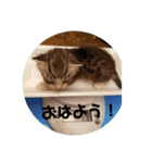 ぴぃジュニア伝言（個別スタンプ：6）