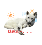 紀州犬ハクのスタンプ5（個別スタンプ：1）