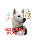 紀州犬ハクのスタンプ5（個別スタンプ：2）