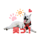 紀州犬ハクのスタンプ5（個別スタンプ：3）