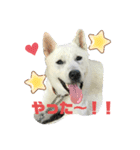 紀州犬ハクのスタンプ5（個別スタンプ：5）
