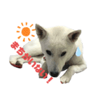 紀州犬ハクのスタンプ5（個別スタンプ：6）