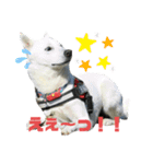 紀州犬ハクのスタンプ5（個別スタンプ：8）