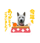 紀州犬ハクのスタンプ5（個別スタンプ：9）