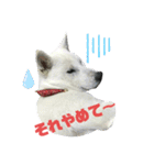 紀州犬ハクのスタンプ5（個別スタンプ：10）