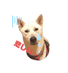 紀州犬ハクのスタンプ5（個別スタンプ：13）