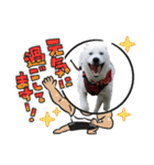 紀州犬ハクのスタンプ5（個別スタンプ：15）