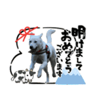 紀州犬ハクのスタンプ5（個別スタンプ：16）