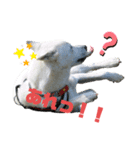 紀州犬ハクのスタンプ5（個別スタンプ：17）