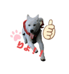 紀州犬ハクのスタンプ5（個別スタンプ：18）