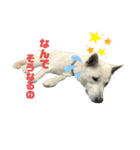 紀州犬ハクのスタンプ5（個別スタンプ：19）