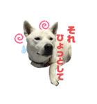 紀州犬ハクのスタンプ5（個別スタンプ：20）