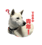 紀州犬ハクのスタンプ5（個別スタンプ：22）