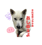 紀州犬ハクのスタンプ5（個別スタンプ：24）