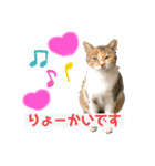 クリパ猫さん（個別スタンプ：1）