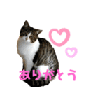 クリパ猫さん（個別スタンプ：2）