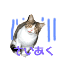 クリパ猫さん（個別スタンプ：3）