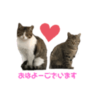 クリパ猫さん（個別スタンプ：4）