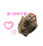 クリパ猫さん（個別スタンプ：5）