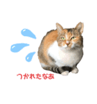 クリパ猫さん（個別スタンプ：7）
