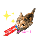 クリパ猫さん（個別スタンプ：8）