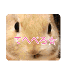 *うさぎのうさちゃん*フレンズ♪(どあっぷ)（個別スタンプ：6）