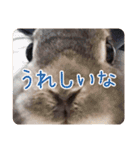 *うさぎのうさちゃん*フレンズ♪(どあっぷ)（個別スタンプ：11）