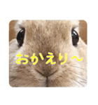 *うさぎのうさちゃん*フレンズ♪(どあっぷ)（個別スタンプ：13）