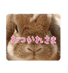*うさぎのうさちゃん*フレンズ♪(どあっぷ)（個別スタンプ：15）
