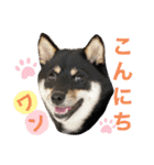 黒豆柴あさちゃんスタンプ⭐︎（個別スタンプ：3）