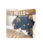 黒豆柴あさちゃんスタンプ⭐︎（個別スタンプ：4）