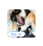 黒豆柴あさちゃんスタンプ⭐︎（個別スタンプ：14）