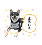 黒豆柴あさちゃんスタンプ⭐︎（個別スタンプ：18）