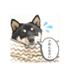 黒豆柴あさちゃんスタンプ⭐︎（個別スタンプ：27）