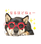 黒豆柴あさちゃんスタンプ⭐︎（個別スタンプ：28）