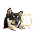 黒豆柴あさちゃんスタンプ⭐︎（個別スタンプ：30）