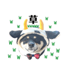 黒豆柴あさちゃんスタンプ⭐︎（個別スタンプ：34）