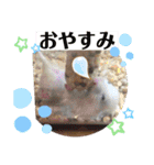 敬語と普段使いのハムちゃんスタンプ（個別スタンプ：33）