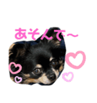 チワワのちょこのスタンプです（個別スタンプ：2）