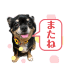 チワワのちょこのスタンプです（個別スタンプ：6）