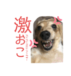マロンと時々まろん（個別スタンプ：6）
