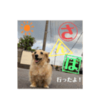 マロンと時々まろん（個別スタンプ：11）