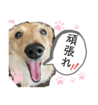 マロンと時々まろん（個別スタンプ：15）