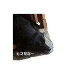 黒ラブはるちゃん4（個別スタンプ：3）