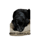 黒ラブはるちゃん4（個別スタンプ：17）